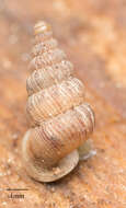 صورة Cochlostoma septemspirale (Razoumowsky 1789)