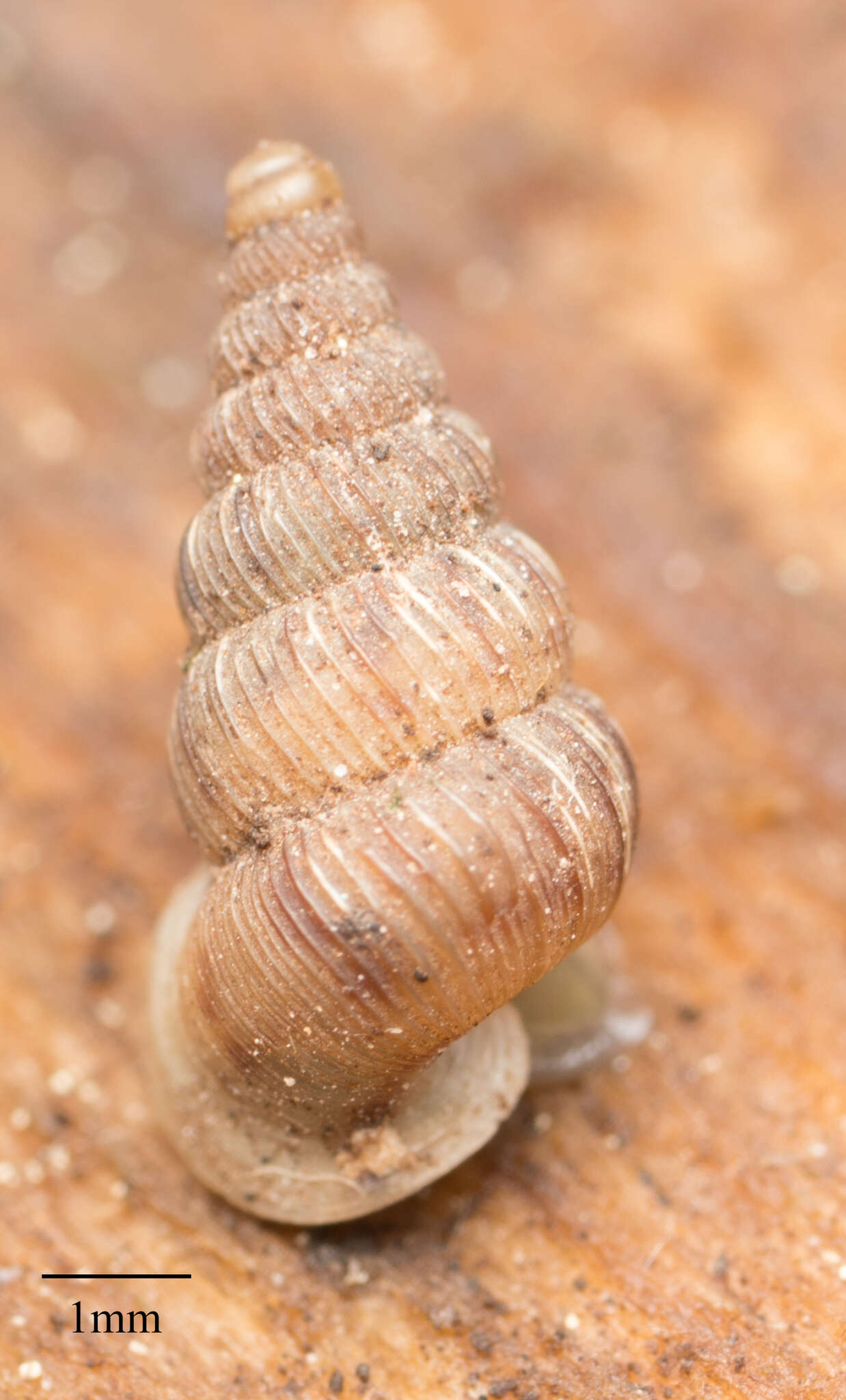 صورة Cochlostoma septemspirale (Razoumowsky 1789)