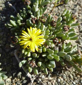 Image of Chasmatophyllum musculinum (Haw.) Dinter & Schwant.