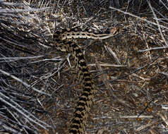 صورة Pituophis catenifer deserticola Stejneger 1893