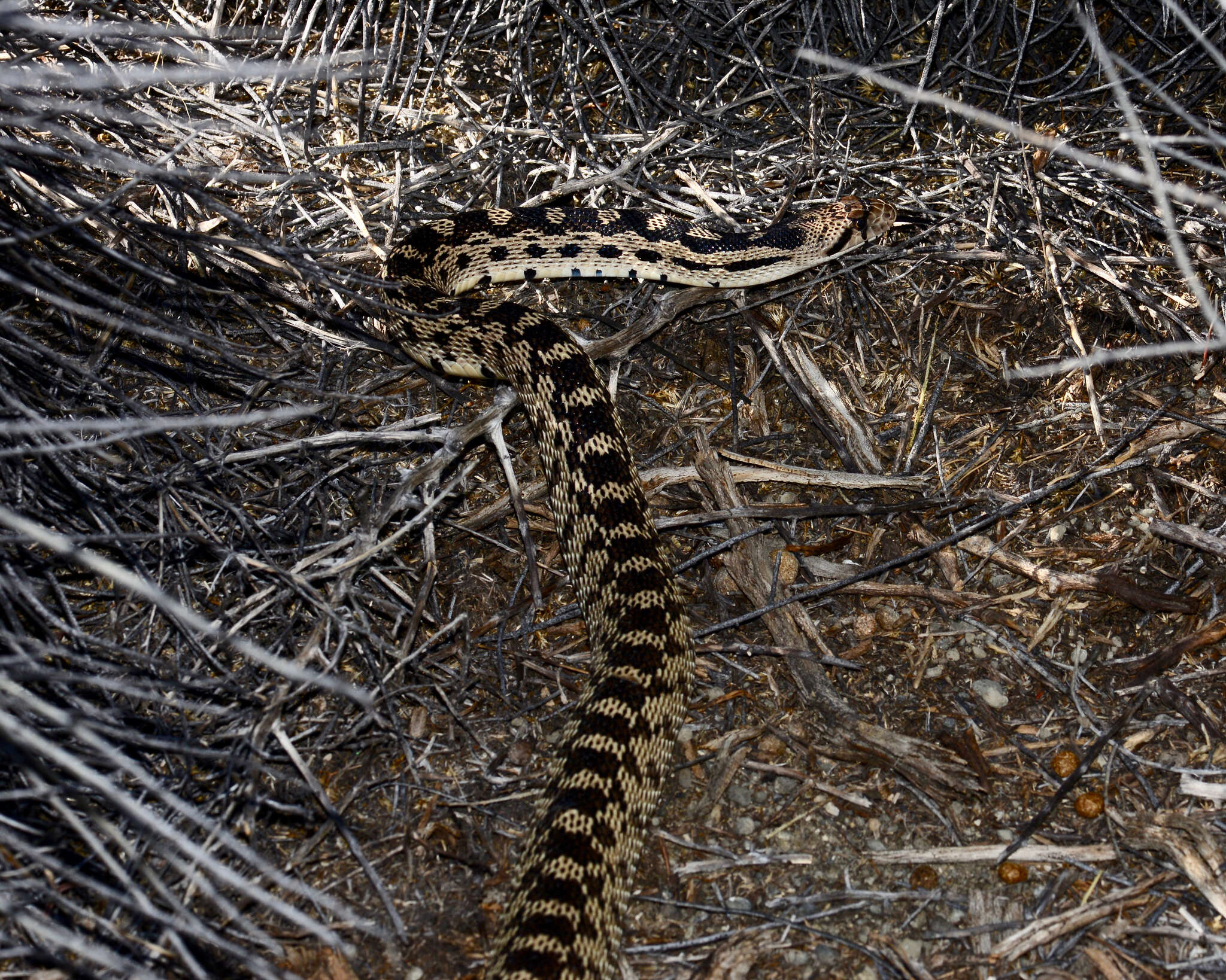 صورة Pituophis catenifer deserticola Stejneger 1893