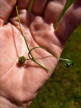 Image of nodding clover