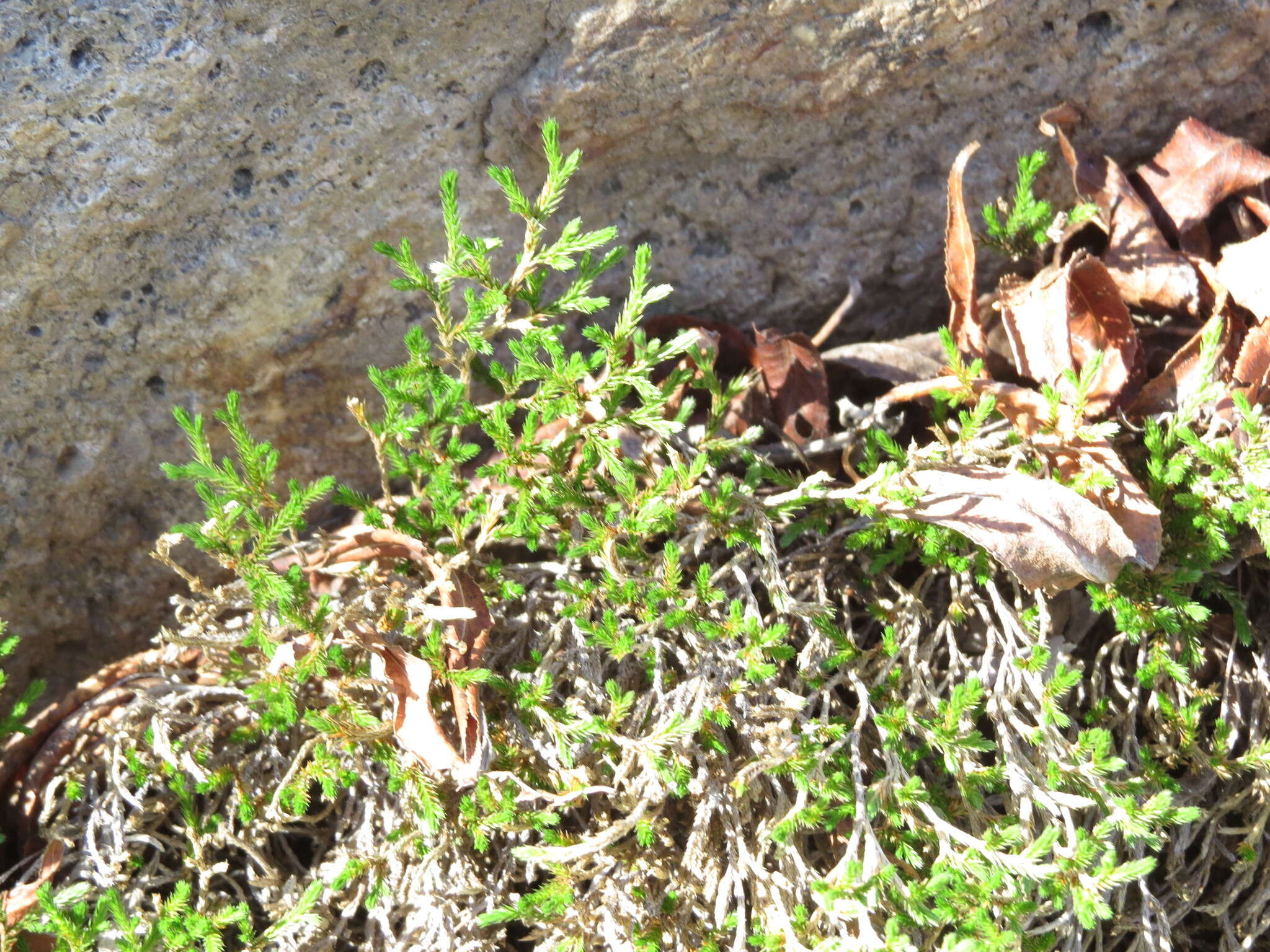 Image of bushy spikemoss