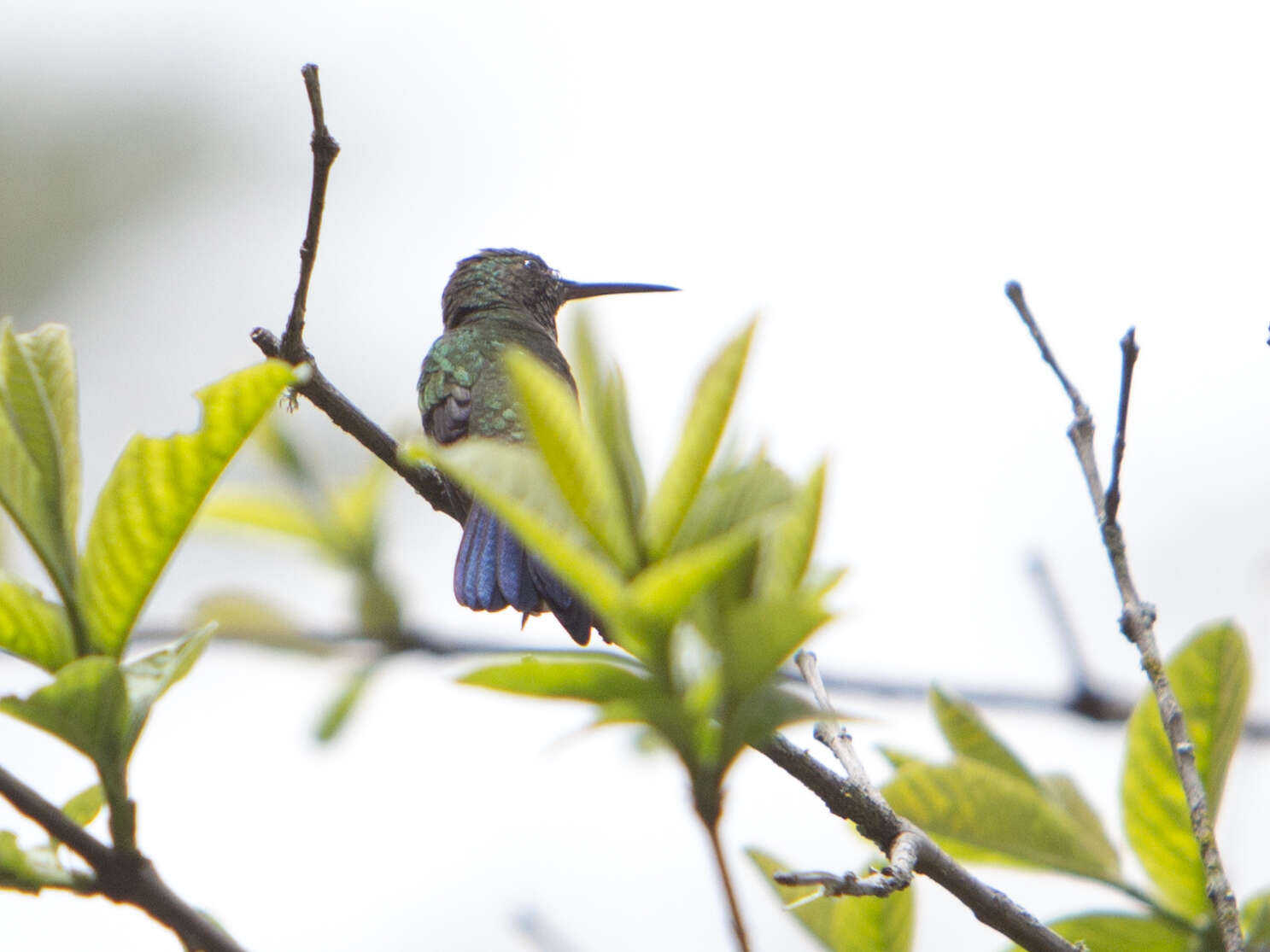 Image of Copper-rumped Hummingbird