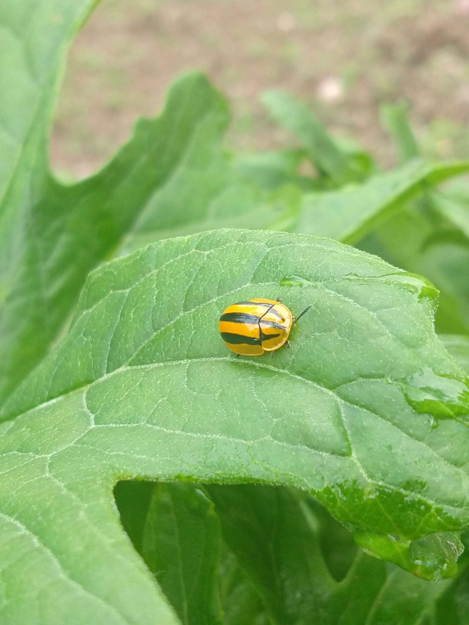 Слика од Physonota disjuncta (Chevrolat 1834)