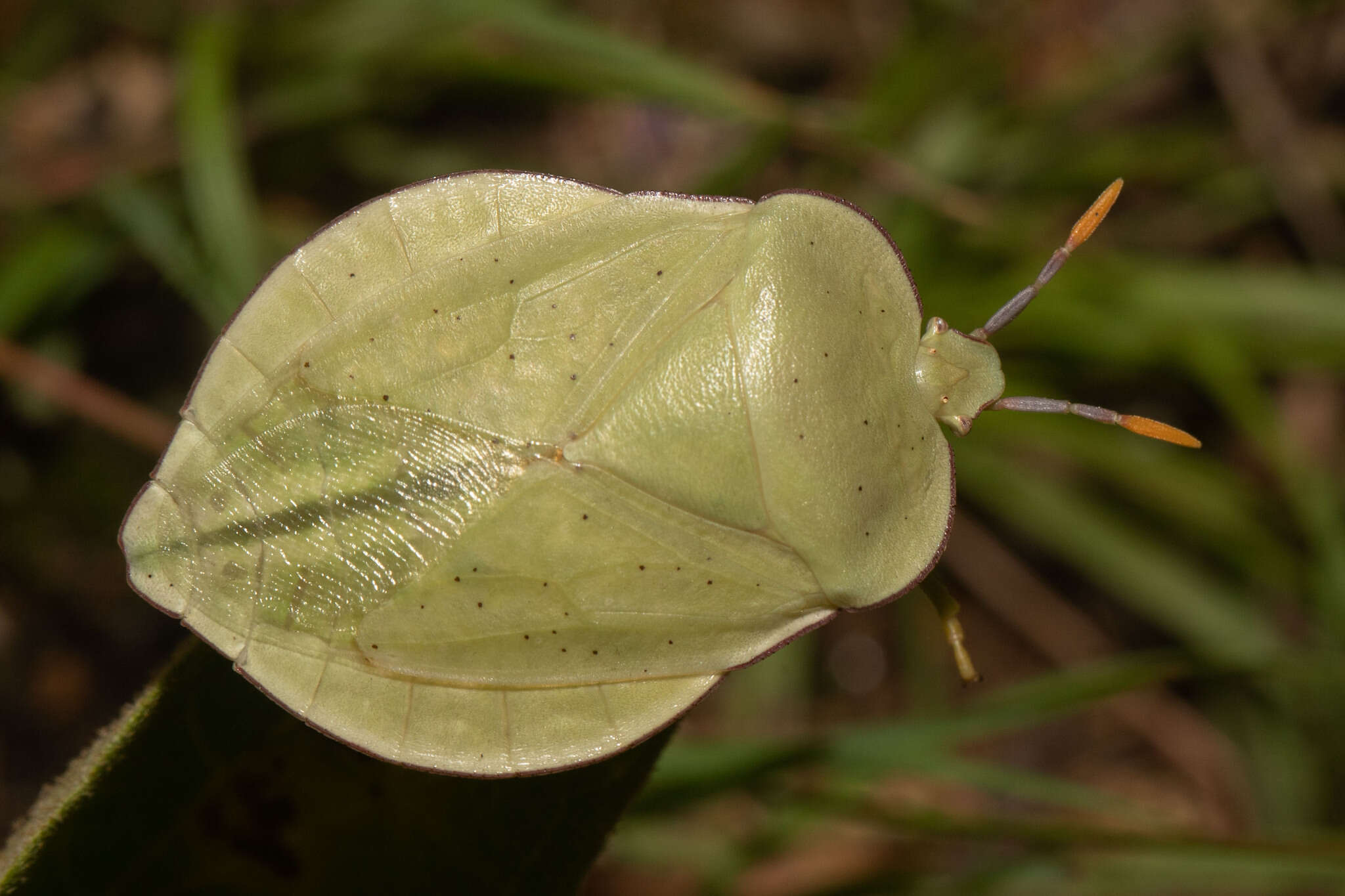 Image of Natalicola pallida (Westwood 1837)