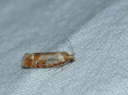 Image of European pine shoot moth