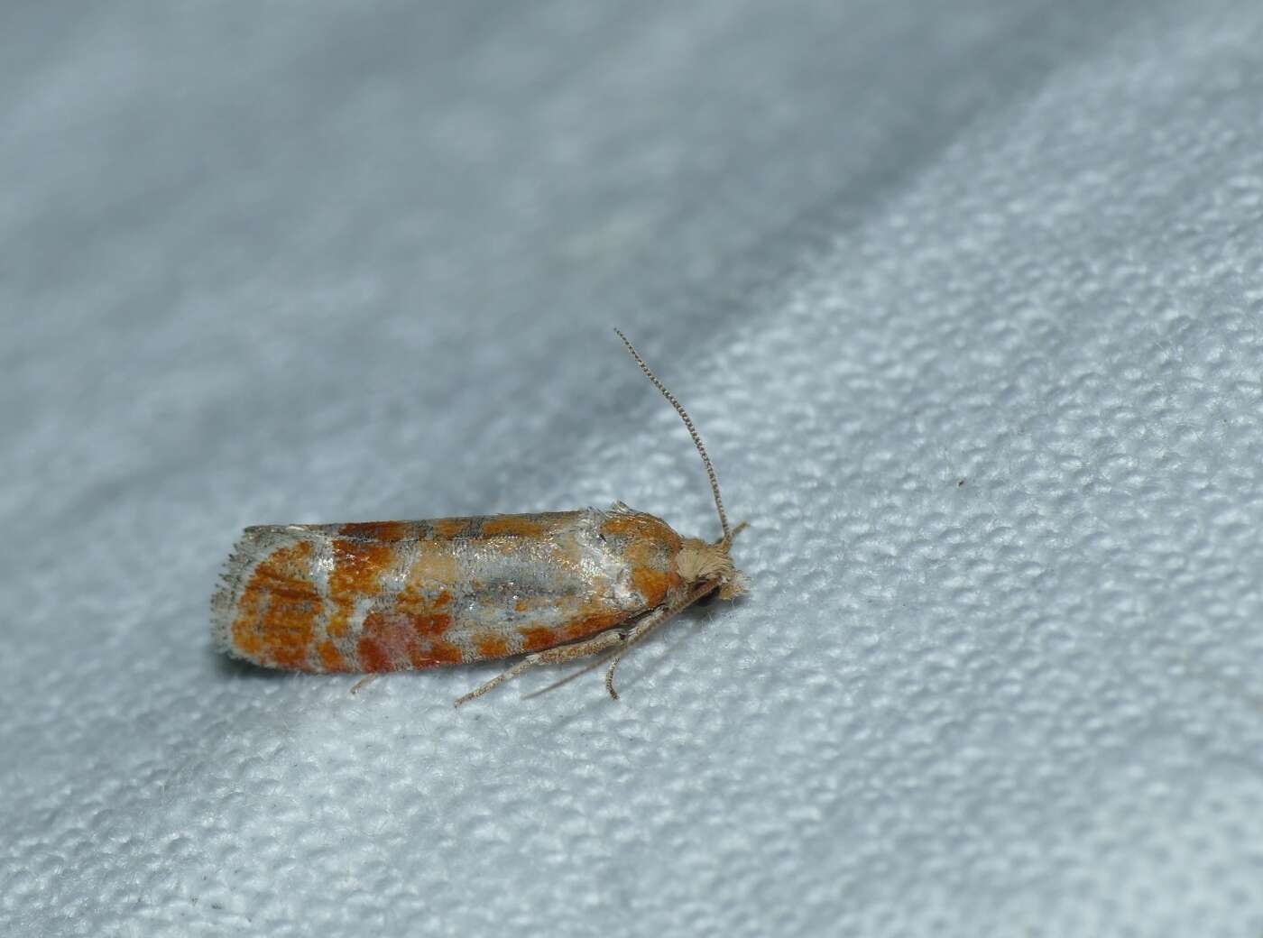 Image of European pine shoot moth