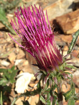 Image of rose thistle