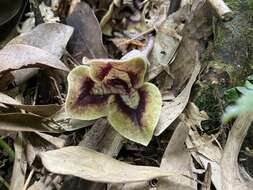 Image of Asarum hypogynum Hayata