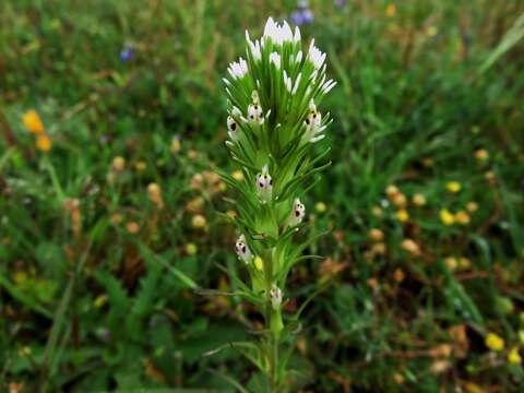 Image of attenuate Indian paintbrush