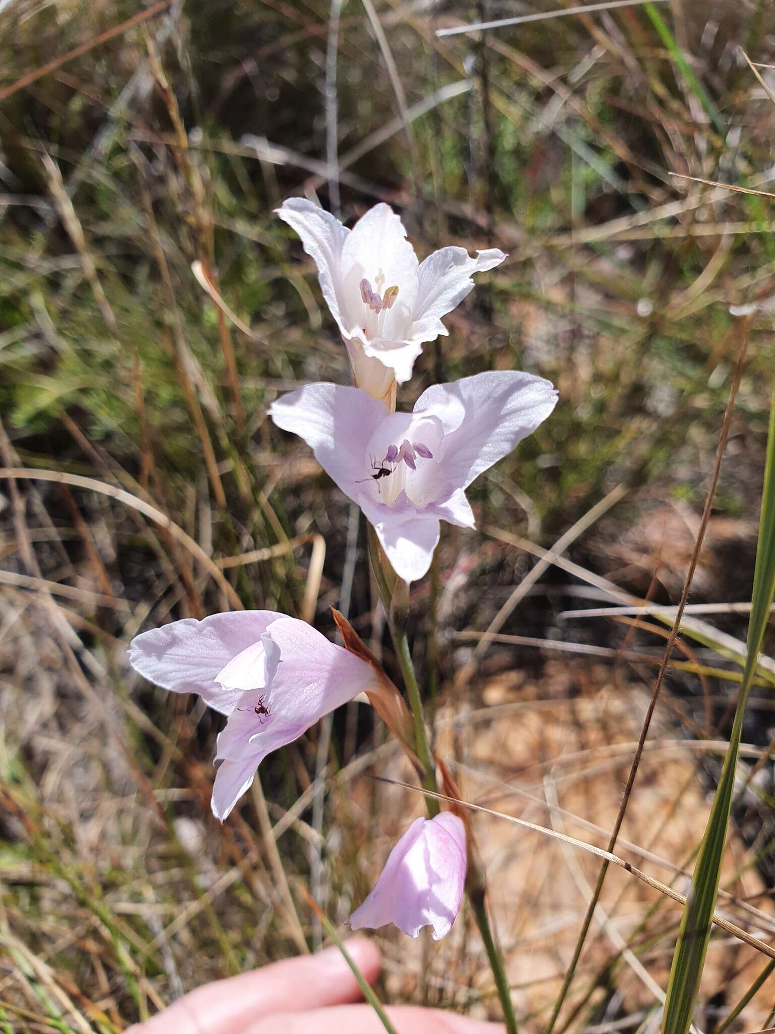 Imagem de Gladiolus ferrugineus Goldblatt & J. C. Manning