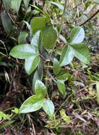 Слика од Passiflora cumbalensis var. goudotiana (Triana & Planchon) L. K. Escobar