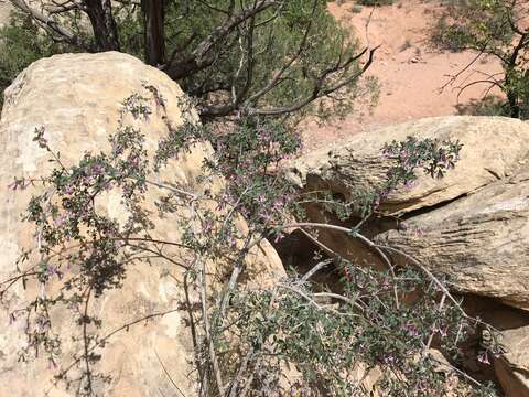 Image of desert snowberry