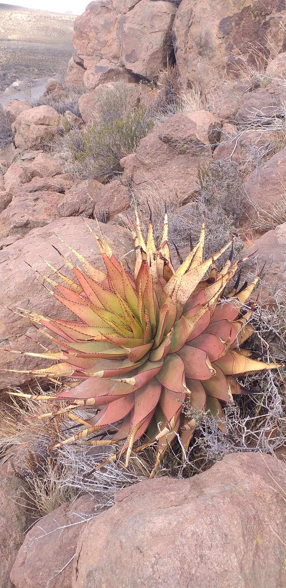 Aloe broomii var. broomii resmi