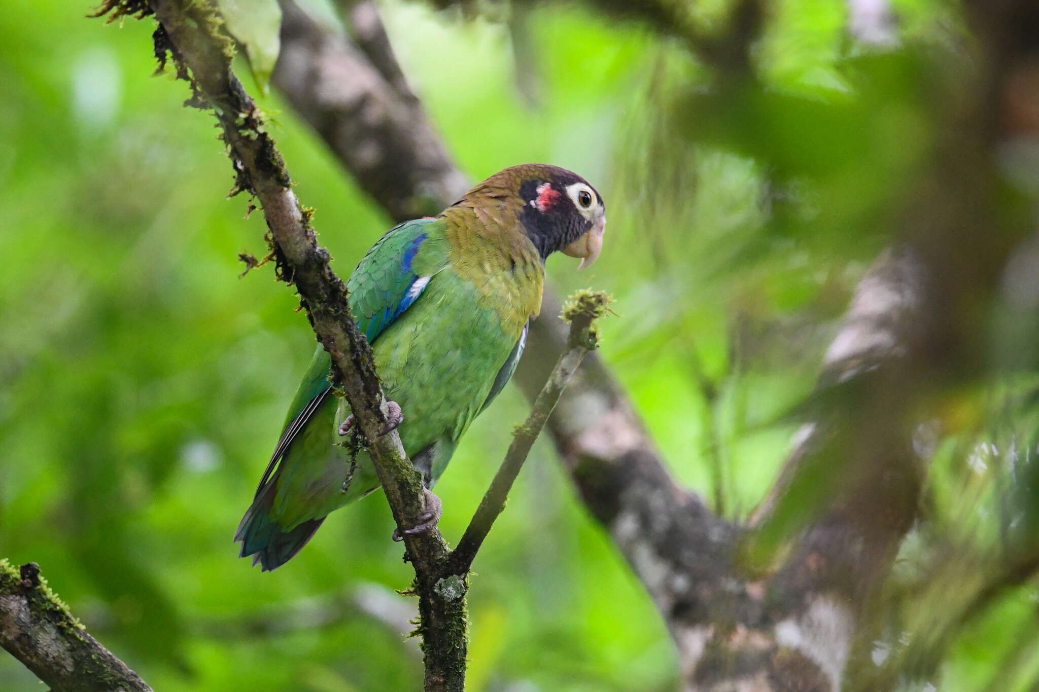 Image of Brown-hooded Parrot