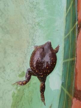 Image of Spotted Burrowing Frog