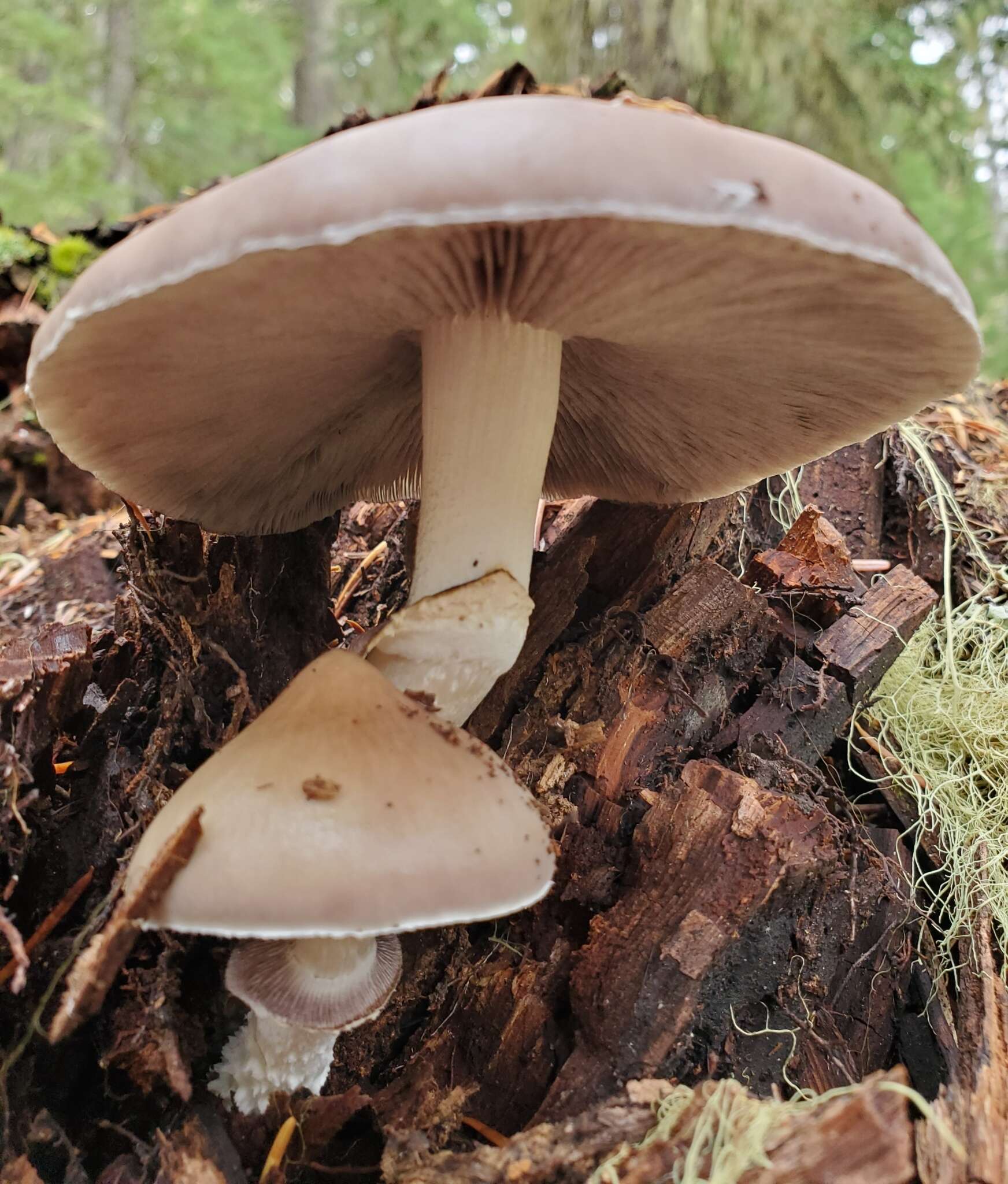 Imagem de Stropharia hornemannii (Fr.) S. Lundell & Nannf. 1934