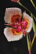 Calochortus coxii M. R. Godfrey & Callahan resmi