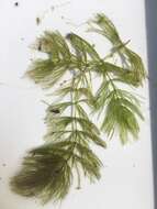 Image of Spineless Hornwort