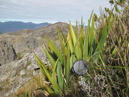 Imagem de Aristea latifolia G. J. Lewis