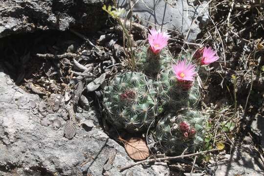 Sivun Turbinicarpus saueri subsp. knuthianus (Boed.) Lüthy kuva