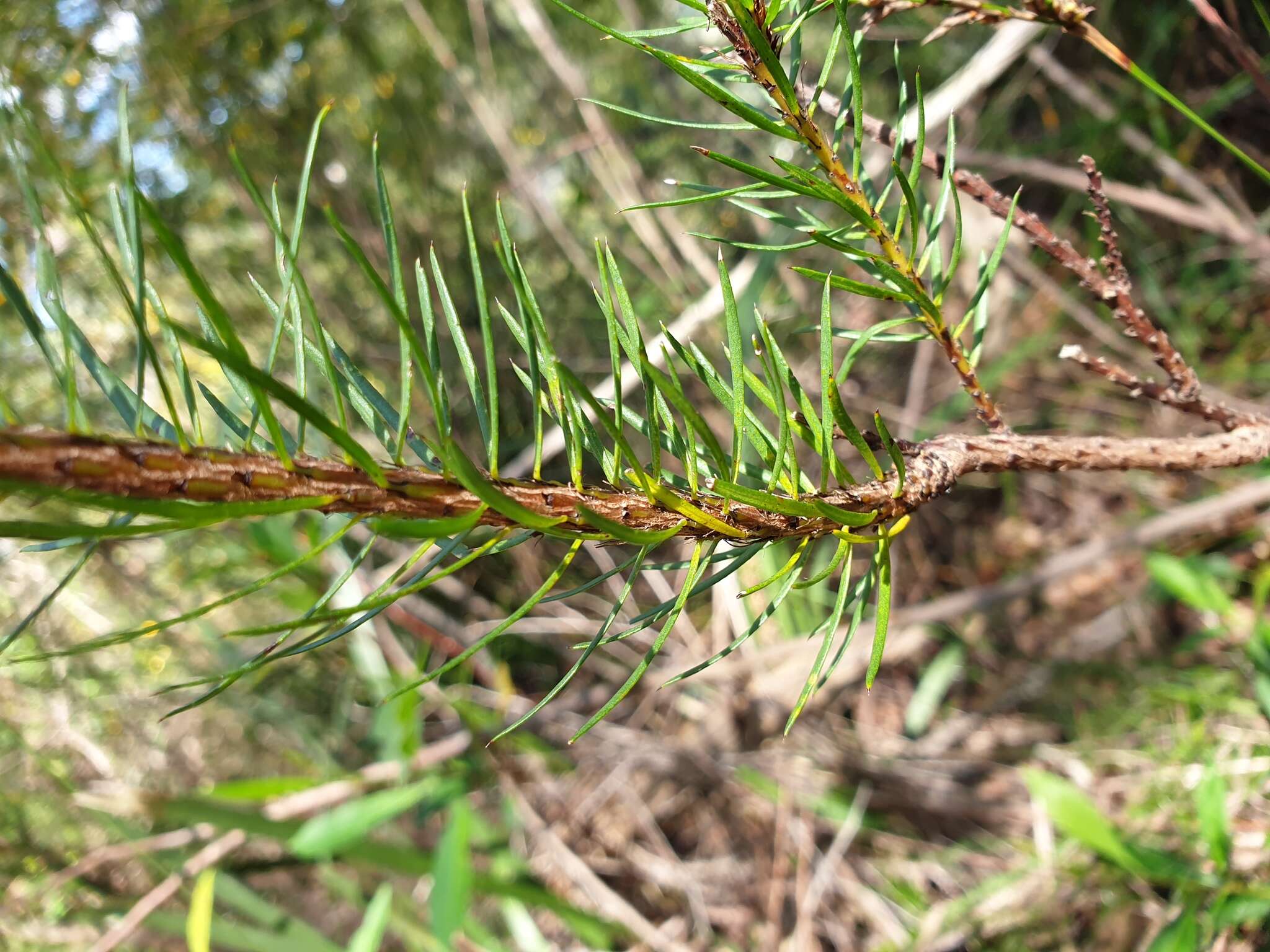 Image of Pultenaea stipularis Sm.