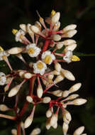 Imagem de Ardisia costaricensis Lundell