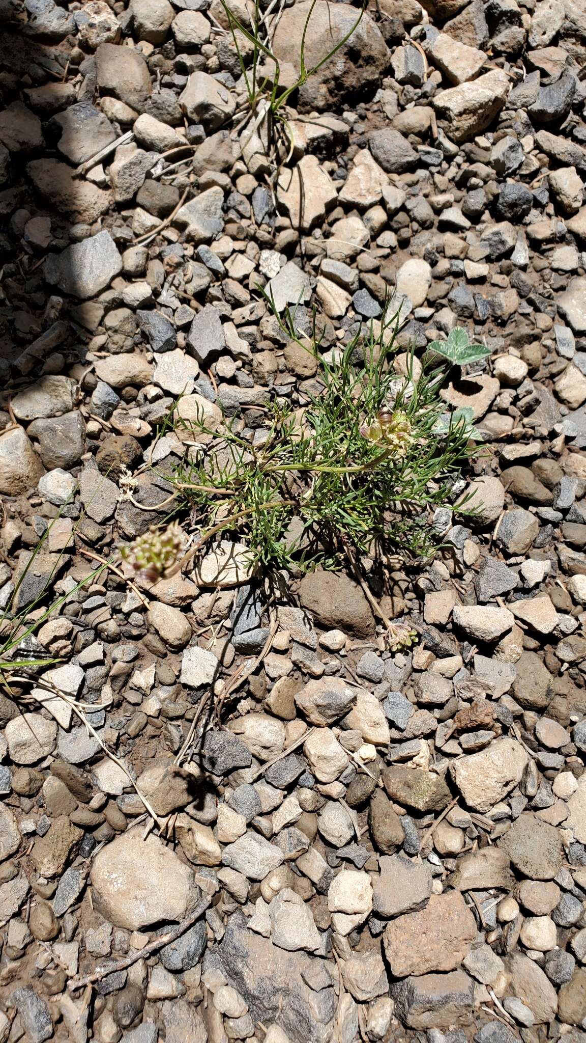 Image of Spellenberg's springparsley