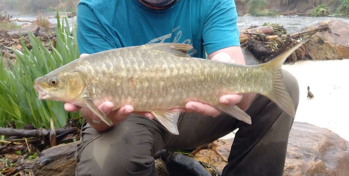 Слика од Labeobarbus marequensis (Smith 1841)