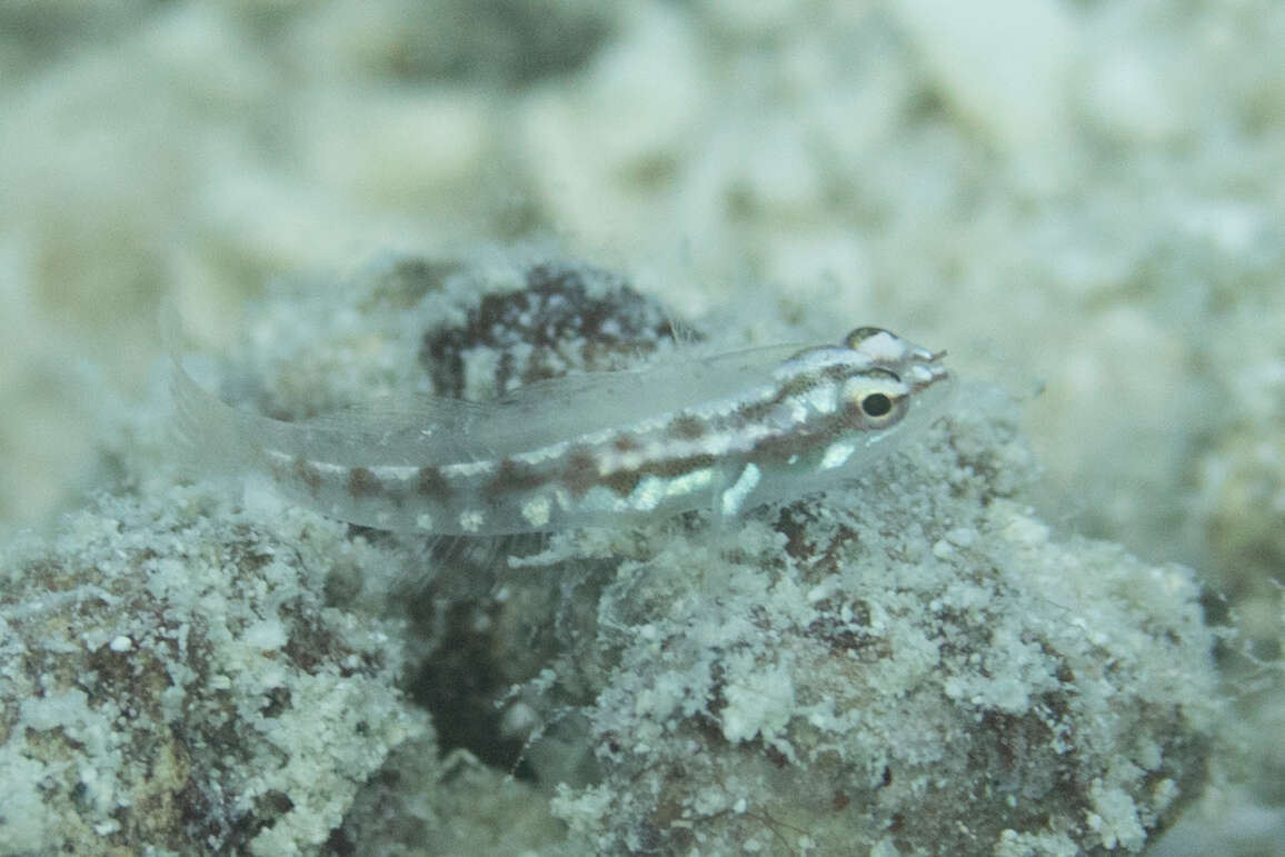 Image of Adorned dwarfgoby