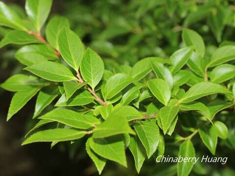 Image of sea bilberry