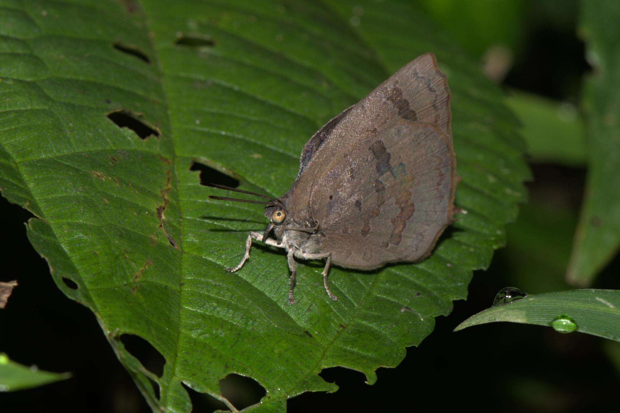 Plancia ëd Arhopala rama