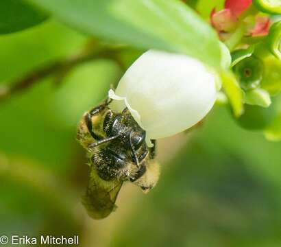 Image of Andrena carolina Viereck 1909