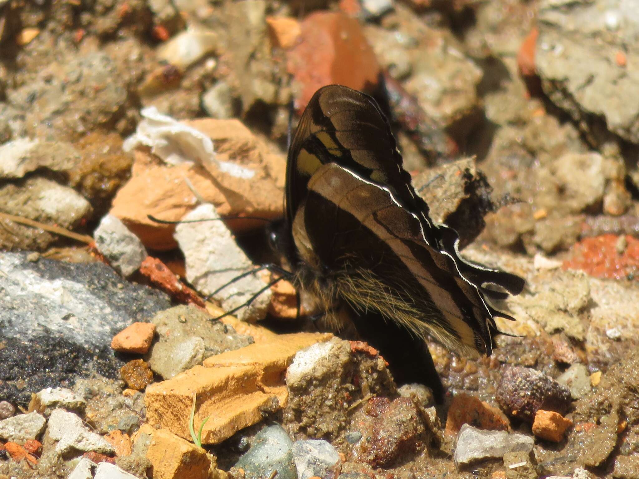 Image of Papilio warscewiczii Hopffer 1865