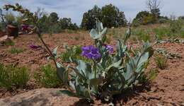 Image of Penstemon lentus var. lentus