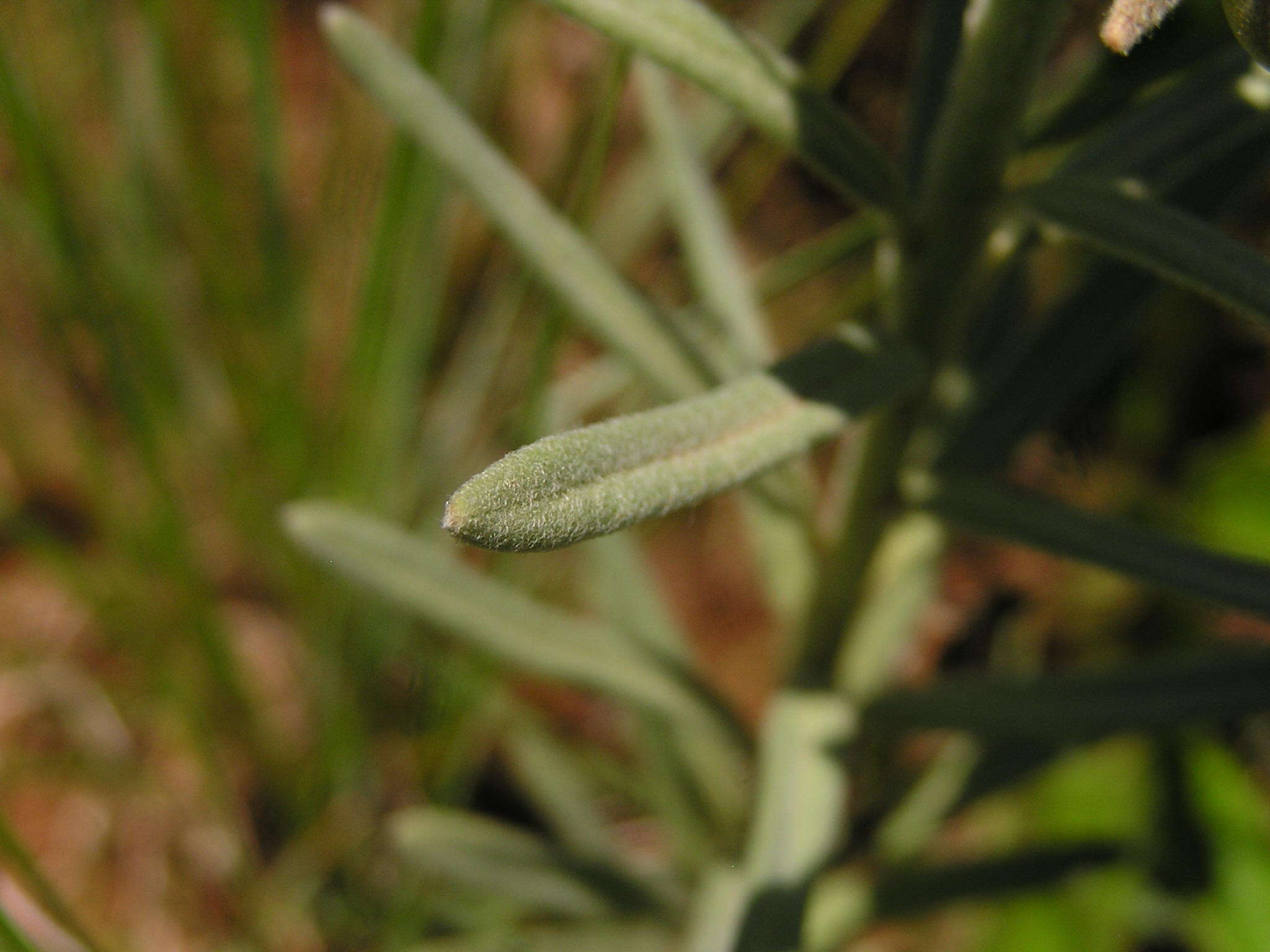 Image of Miraglossum davyi (N. E. Br.) F. K. Kupicha