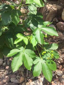 Image of Jatropha excisa Griseb.