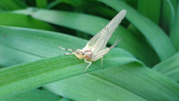 Image of Oriental Mayfly