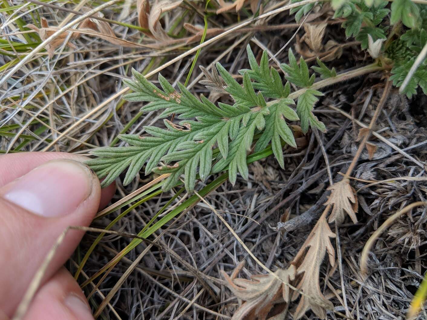 Image de Potentilla pensylvanica L.