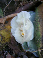 Imagem de Haemanthus deformis Hook. fil.