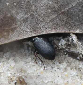 Plancia ëd Selenophorus (Celiamorphus) fossulatus Dejean 1829