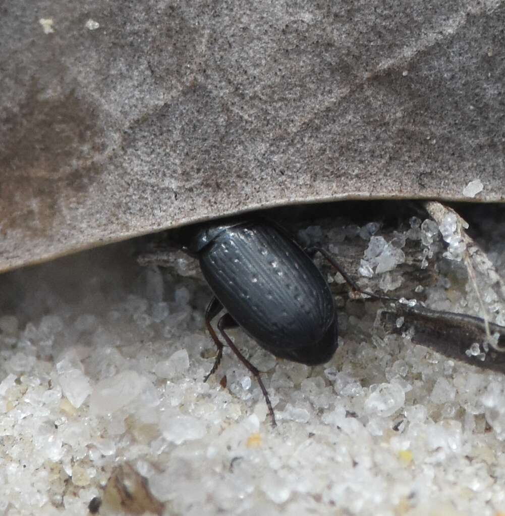 Image of Selenophorus (Celiamorphus) fossulatus Dejean 1829