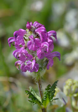 Image of Pedicularis crassirostris Bunge