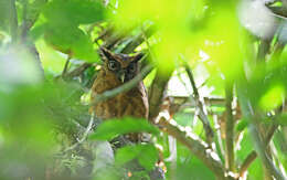 Image of Tawny-bellied Screech Owl