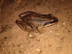 Image of Amazonian White-lipped Frog