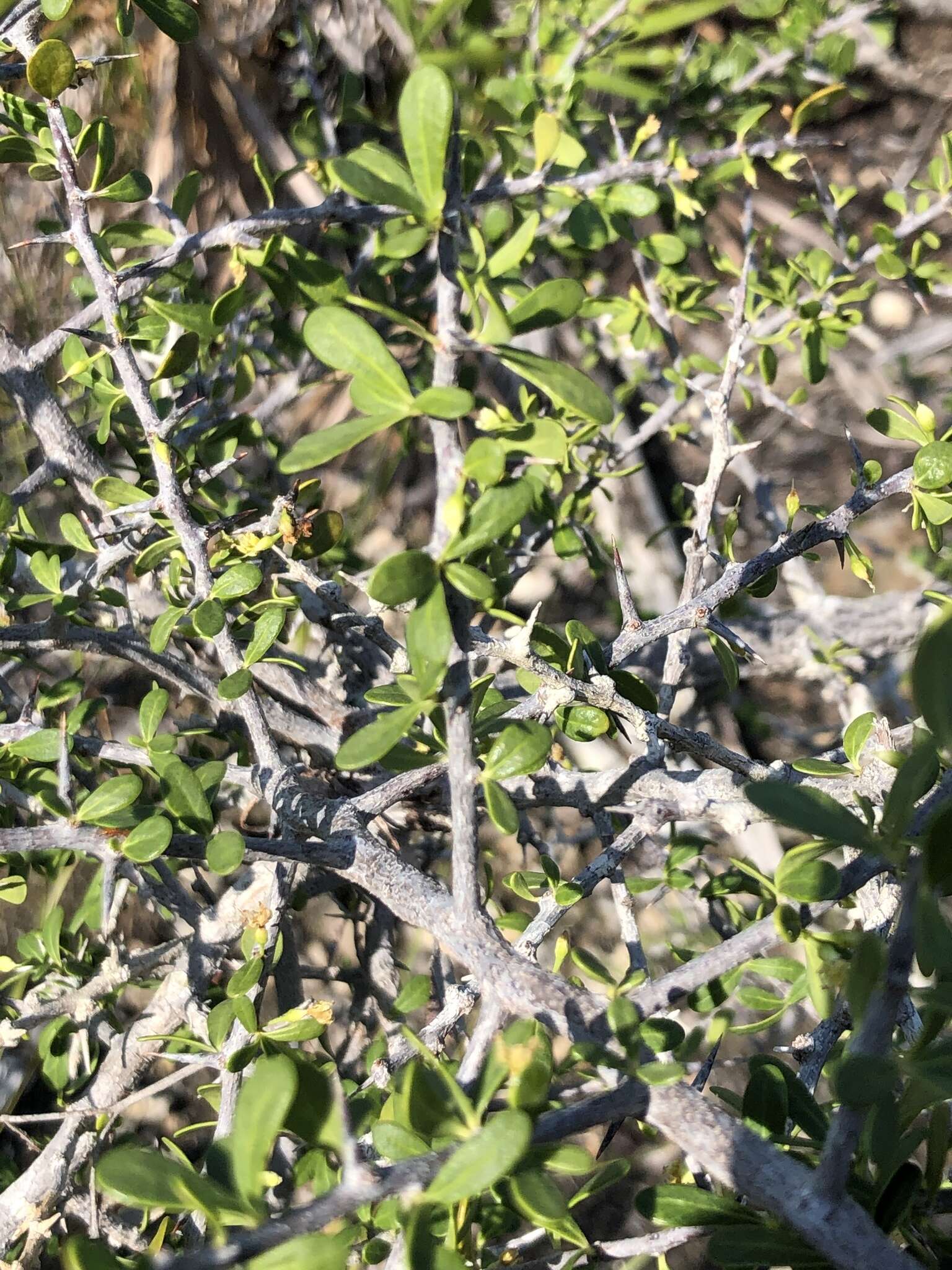 Image of saffron plum