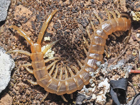 Image of Scolopendra cretica Lucas 1853