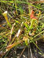 Image of Wherry's pitcherplant