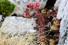 Image of Sempervivum vicentei Pau